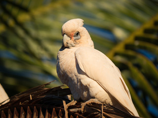 little corella, bare-eyed cockatoo, blood-stained cockatoo, short-billed corella, little cockatoo, blue-eyed cockatoo