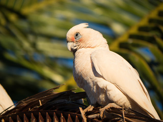 little corella, bare-eyed cockatoo, blood-stained cockatoo, short-billed corella, little cockatoo,...