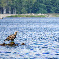 White-tailed eagle (Haliaeetus albicilla). Sea eagle sits on rocks in the sea in archipelago landscape. Sweden