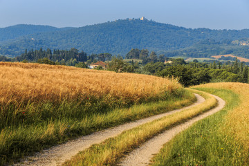 Fototapeta na wymiar Fields of wheat and rye on the sunny slopes of Tuscany. Italy.