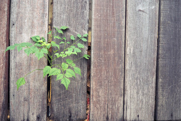 Wooden fence with trees. background.
