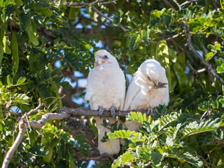 little corella, bare-eyed cockatoo, blood-stained cockatoo, short-billed corella, little cockatoo,...