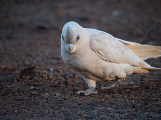 little corella, bare-eyed cockatoo, blood-stained cockatoo, short-billed corella, little cockatoo, blue-eyed cockatoo
