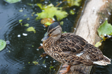 A female duck in a close-up is standing on a wooden log, in the background there is water with green water plants