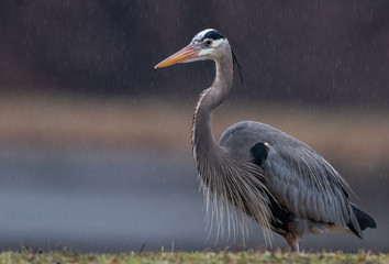 Great Blue Heron
