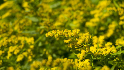 Green grass, sunlight, macro, blur background bokeh, cover