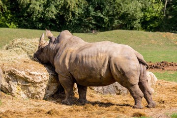 Fototapeta premium Rhino affamé