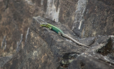  journey in the realm of animals