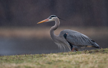 Great Blue Heron 