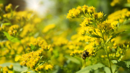 Green grass, sunlight, macro, blur background bokeh, cover