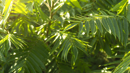 Tree branch, green leaves, natural background