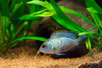 Electric Blue Acara Cichlid Fish (Nannacara Neon Blue) in home aquarium
