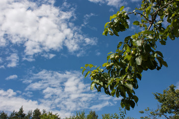 The sky and the apple tree branch against the sky.