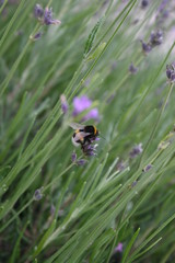 insect in a garden