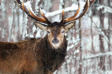 Naklejka premium Noble deer male against the background of a beautiful winter snow forest. Artistic winter christmas landscape.