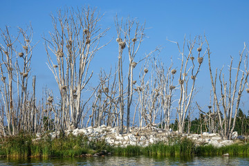 Dead island. Cormorant birds has destroyed and killed all vegetation on an island in archipelago...