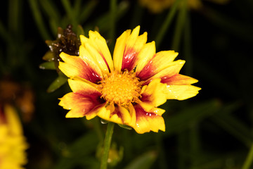 Wet Coreopsis