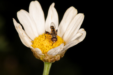 Hoverfly on Argyranthemum frutescens Huisink 1
