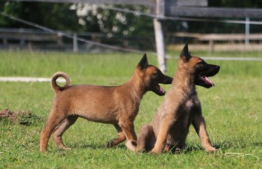 two small malinois puppies are together in the garden - obrazy, fototapety, plakaty