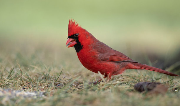 Cardinal in Snow