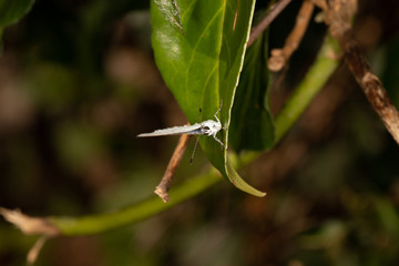 Holly Blue Butterfly Front