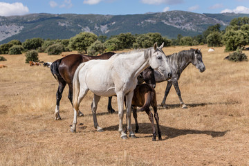 Obraz premium Horse by the fields of Salamanca, Spain, under the summer sun.