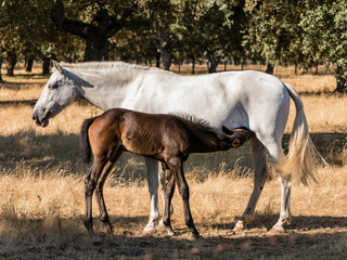 Obraz na płótnie Canvas Horse by the fields of Salamanca, Spain, under the summer sun.