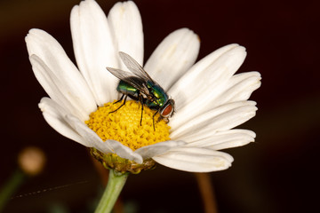 Fly on Argyranthemum frutescens Huisink 2 