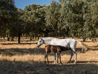 Horse by the fields of Salamanca, Spain, under the summer sun.