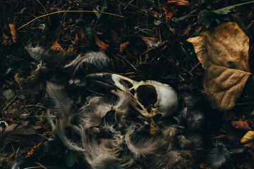 Dead bird skull lying in the grass with fallen leaves and feathers