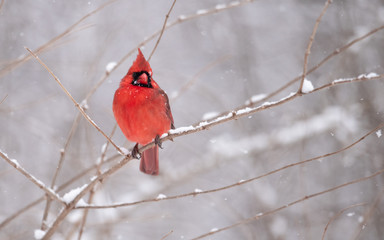 Cardinal in Snow