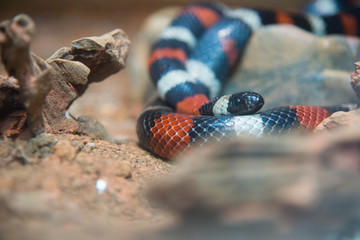 Pueblan milk snake or Campbell's milk snake, Lampropeltis triangulum campbelli.