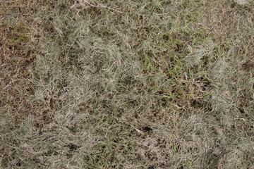 Small leaves of grass Grasses cut into the grass.