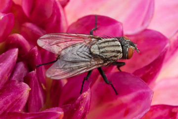 Single fly incredible close up sat on a pink flower