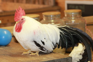 Coq