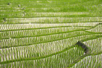 Close up view of beautiful abstract green rice terraces field in the mountainous area. Rice plantation.