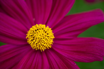 Cosmos flower -  annual flowers with colourful daisy-like flowers that sit atop long slender stems. Blooming throughout the summer months.