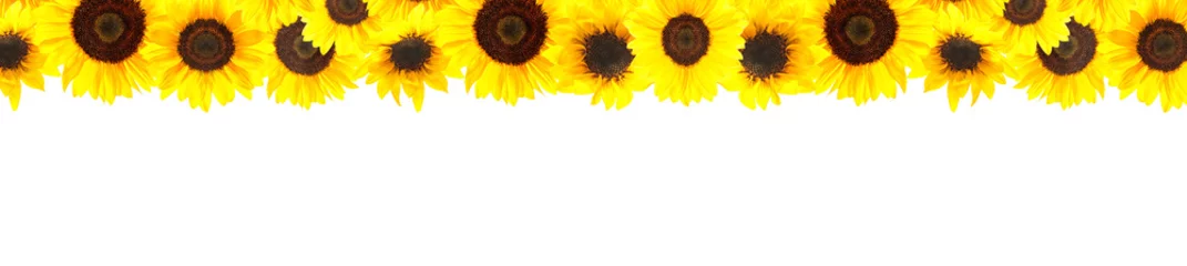 Foto op Canvas Gele zonnebloemen achtergrond © Alexander Raths