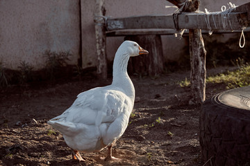 White Goose enjoying for walking in garden. Domestic goose. Goose farm. Home goose.