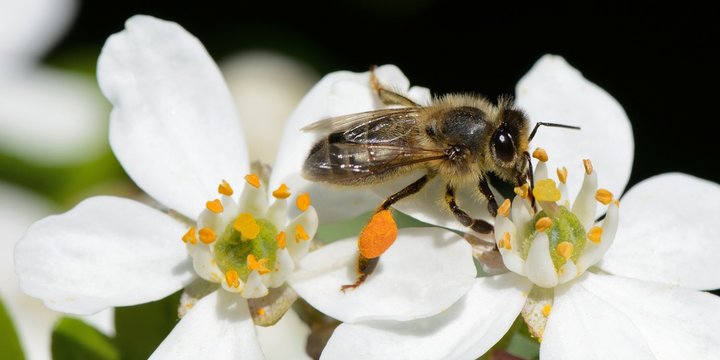 abeille sur une fleur de CHOISYA