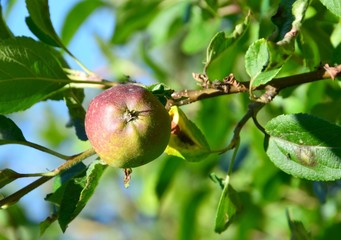 closeup of a Malus spp. Apple on a tree