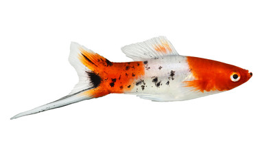 Koi Swordtail Xiphophorus Helleri Male aquarium fish isolated on white 
