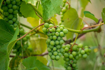 bunches of green grapes with leaves