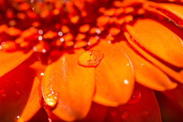 Water drop on orange flower petals