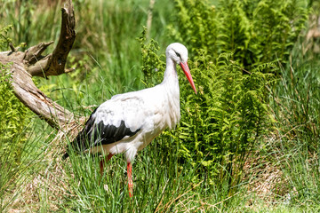 White stork looking for prey
