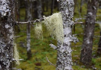 closeup of Alectoria sarmentosa, hair like lichen hanging on a branch of a conifer tree in the...