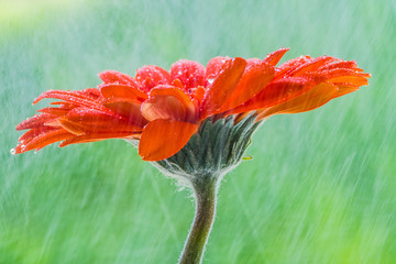 Orange gerbera in the rain.