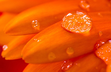 Water drop on orange daisy close-up.
