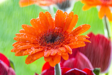 Orange daisy in the rain.