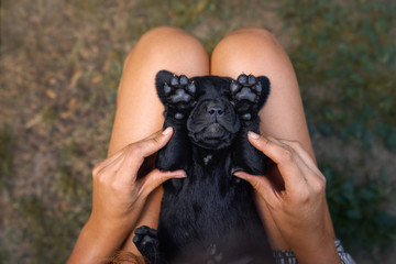 young cute black labrador retriever dog puppy pet sleeping on woman with beautiful small paws - obrazy, fototapety, plakaty